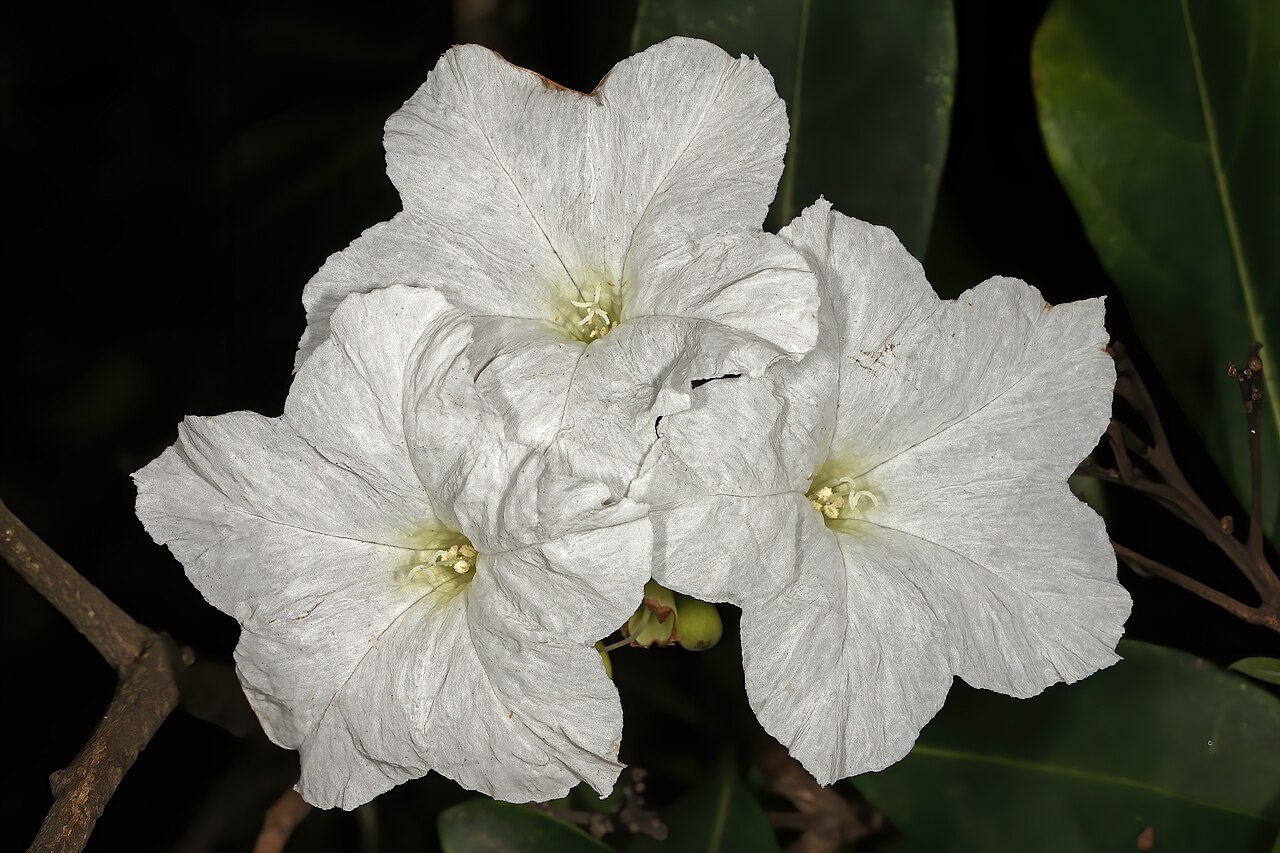 Cordia superba: Cordia superba , flowers; Durban Botanic Gardens, Durban, KwaZulu-Natal, South Africa