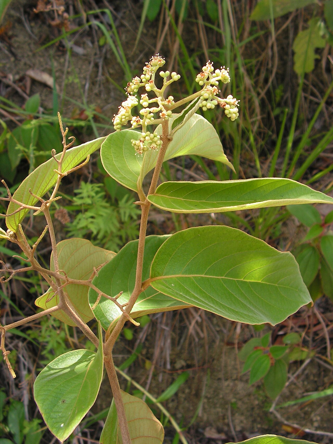 Cordia toqueve: Boraginaceae - Cordia toqueve Aubl. - gargaúba - árvore - encentrada em regeneração natural da floresta ombrófila densa – ZPEC-Suape – Cabo de Santo Agostinho –
