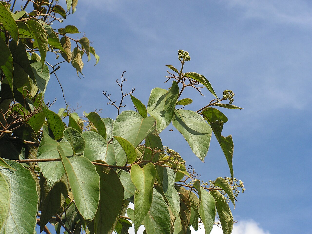 Cordia toqueve: Boraginaceae - Cordia toqueve Aubl. - gargaúba - árvore - encentrada em regeneração natural da floresta ombrófila densa – ZPEC-Suape – Cabo de Santo Agostinho –