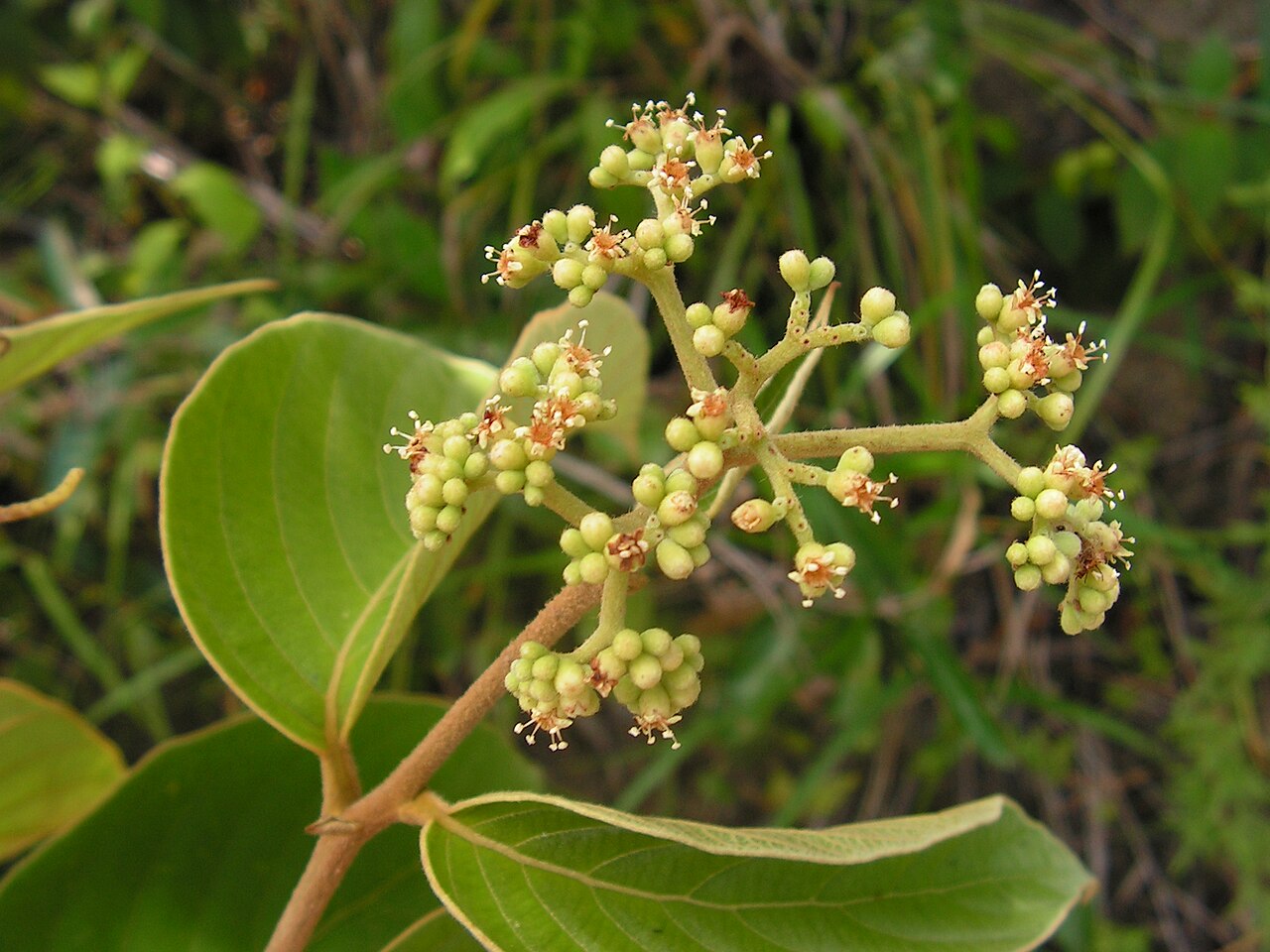 Cordia toqueve: Boraginaceae - Cordia toqueve Aubl. - gargaúba - árvore - encentrada em regeneração natural da floresta ombrófila densa – ZPEC-Suape – Cabo de Santo Agostinho –