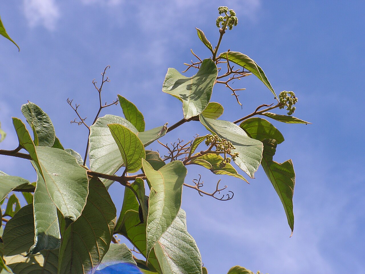 Cordia toqueve: Boraginaceae - Cordia toqueve Aubl. - gargaúba - árvore - encentrada em regeneração natural da floresta ombrófila densa – ZPEC-Suape – Cabo de Santo Agostinho –