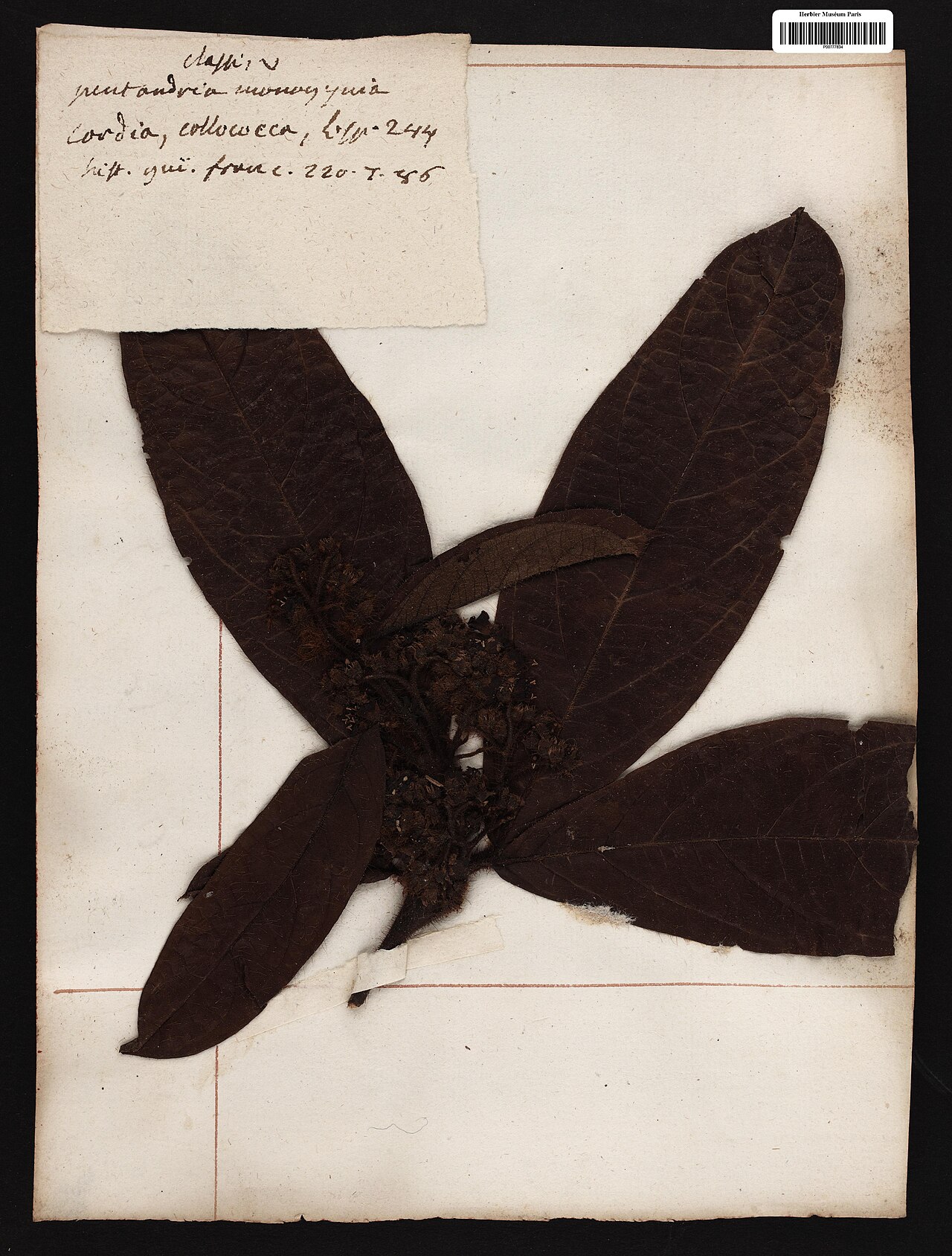 Cordia toqueve: Cordia toqueve Aubl. - herbier collecté par Aublet en Guyane, conservé au MNHN P-P00777830