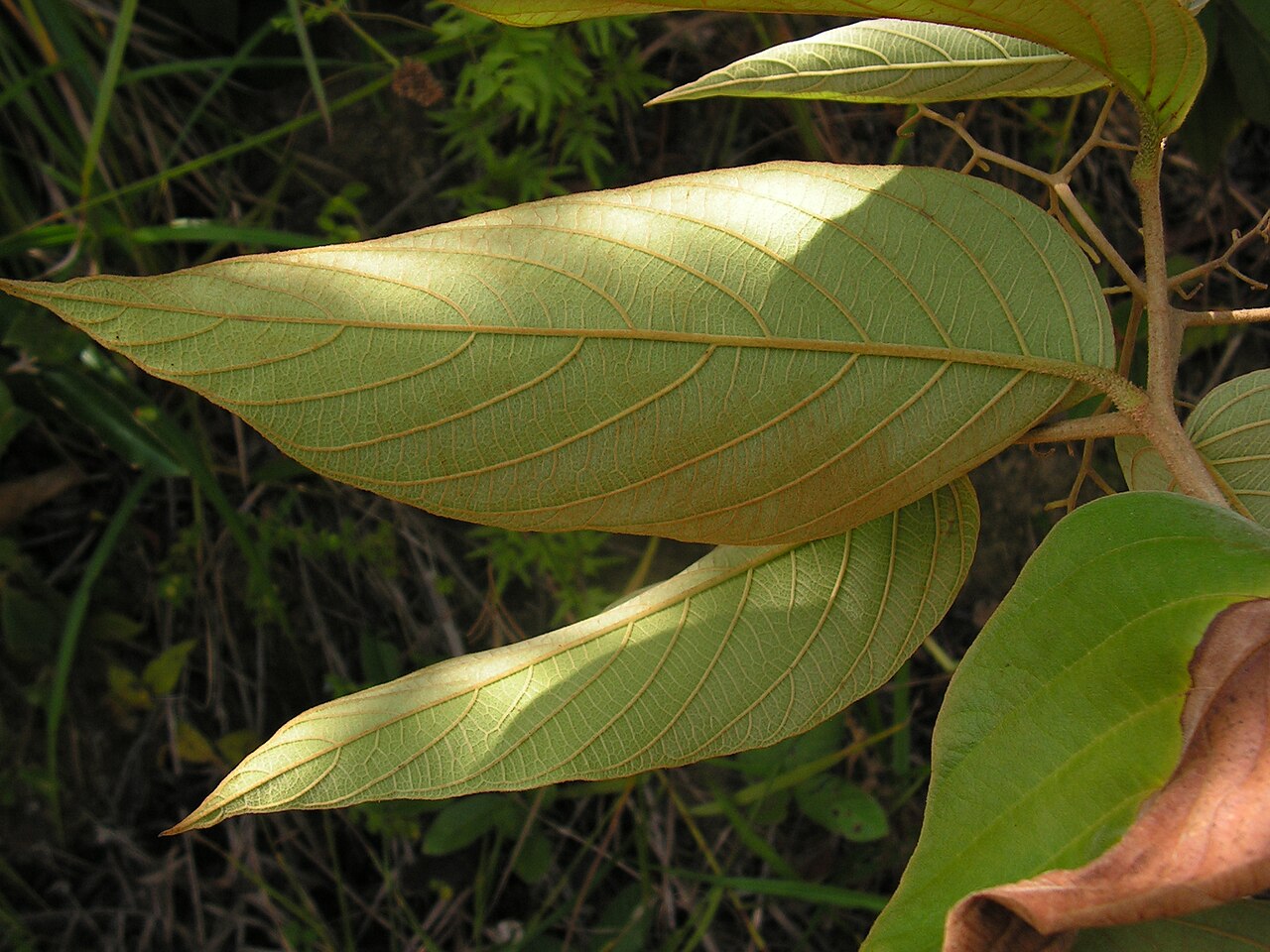 Cordia toqueve: Boraginaceae - Cordia toqueve Aubl. - gargaúba - árvore - encentrada em regeneração natural da floresta ombrófila densa – ZPEC-Suape – Cabo de Santo Agostinho –