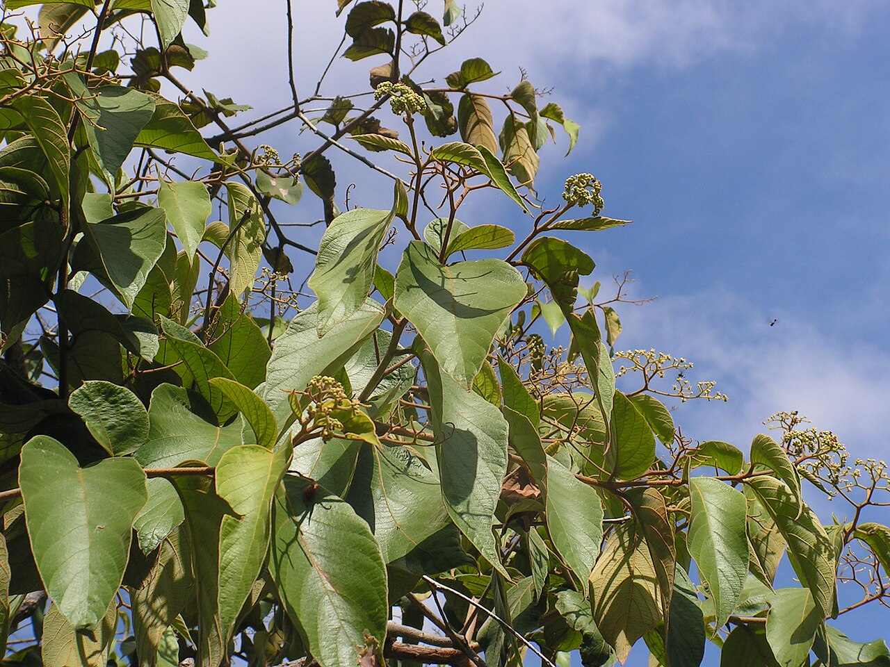 Cordia toqueve: Boraginaceae - Cordia toqueve Aubl. - gargaúba - árvore - encentrada em regeneração natural da floresta ombrófila densa – ZPEC-Suape – Cabo de Santo Agostinho –