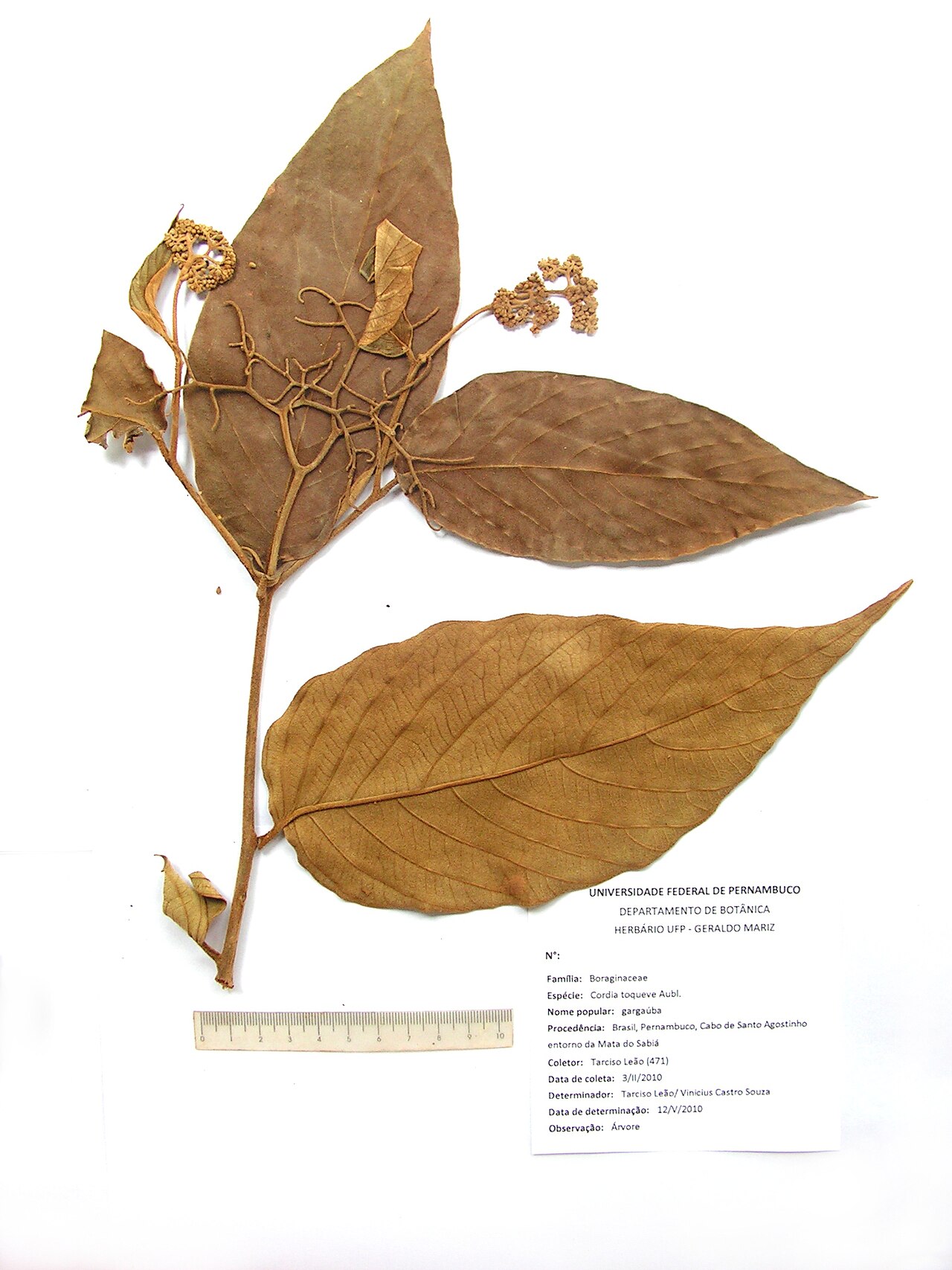 Cordia toqueve: Boraginaceae - Cordia toqueve Aubl. - gargaúba - árvore - encentrada em regeneração natural da floresta ombrófila densa – ZPEC-Suape – Cabo de Santo Agostinho –