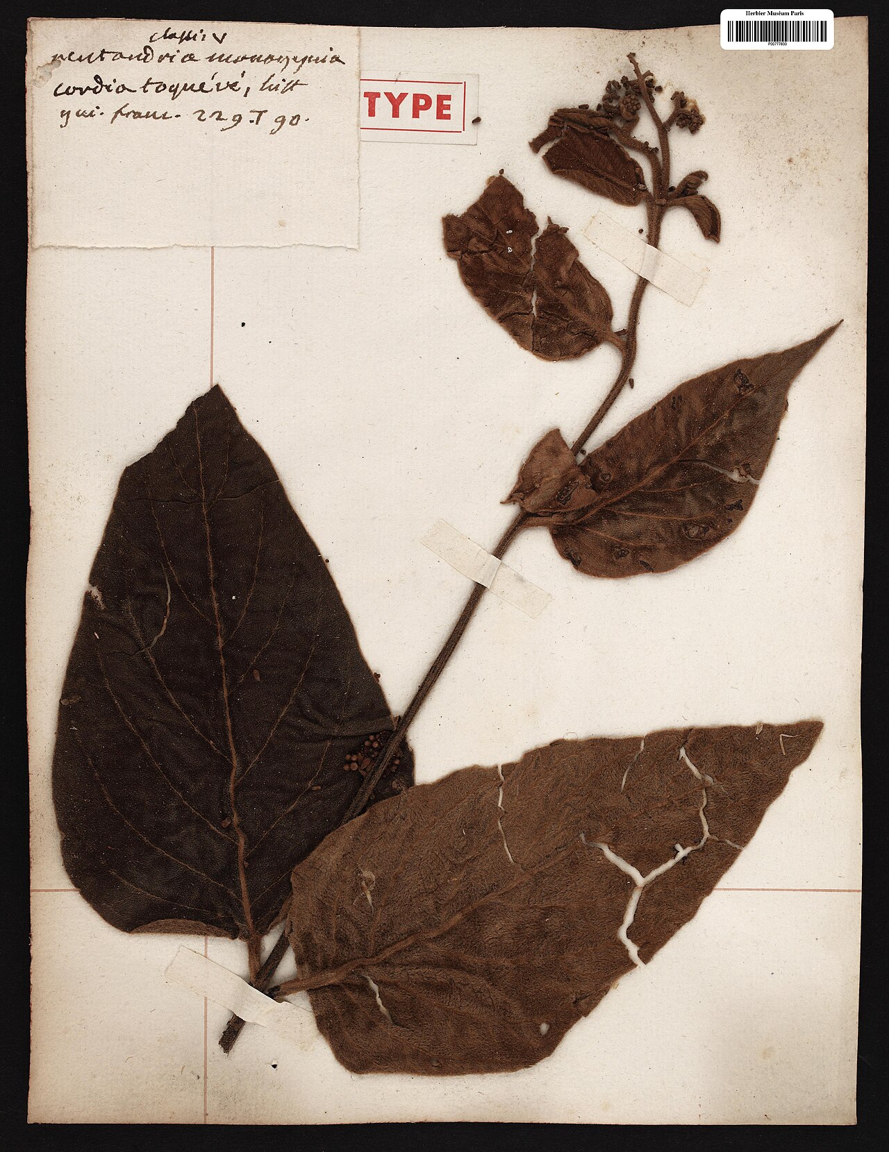 Cordia toqueve: Cordia toqueve Aubl. - herbier collecté par Aublet en Guyane, conservé au MNHN P-P00777830