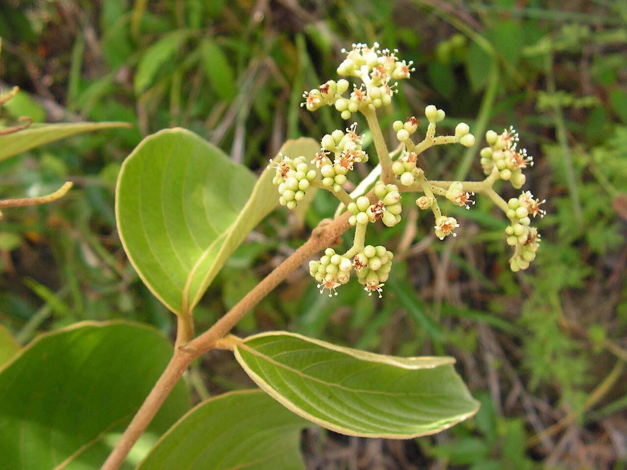 Cordia toqueve: Boraginaceae - Cordia toqueve Aubl. - gargaúba - árvore - encentrada em regeneração natural da floresta ombrófila densa – ZPEC-Suape – Cabo de Santo Agostinho –
