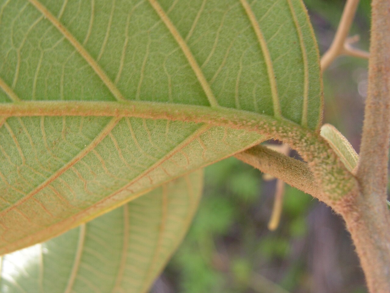 Cordia toqueve: Boraginaceae - Cordia toqueve Aubl. - gargaúba - árvore - encentrada em regeneração natural da floresta ombrófila densa – ZPEC-Suape – Cabo de Santo Agostinho –