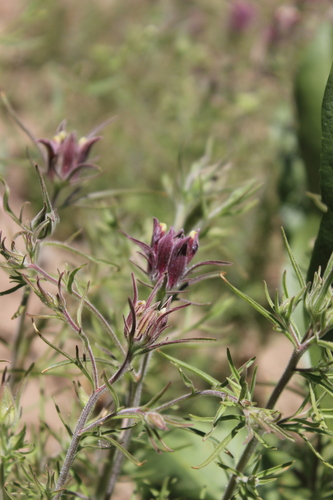 Yakima bird's-beak (Cordylanthus capitatus)