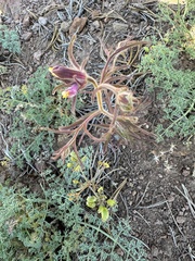 Yakima bird's-beak (Cordylanthus capitatus)