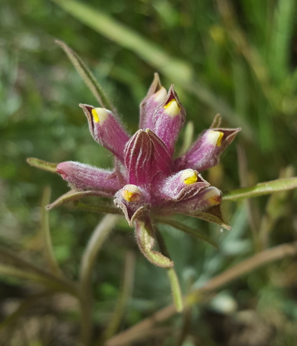 Yakima bird's-beak (Cordylanthus capitatus)