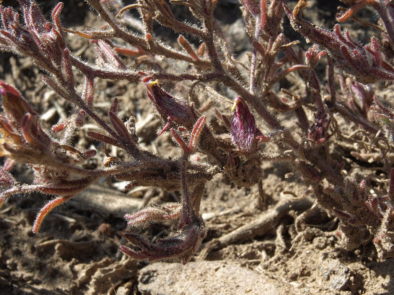 King's bird's-beak: Heller birdbeaks, Cordylanthus kingii, White Mountains, elevation 2175 m
