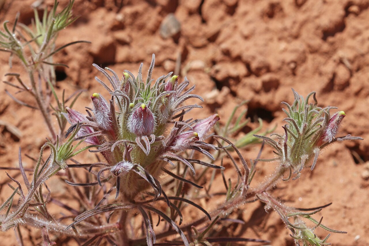 King's bird's-beak: King's bird'sbeak (Cordylanthus kingii), Broomrape family (Orobanchaceae). Two miles north-east from Lapoint, Utah. Our third stop of the West-of-Vernal trip of