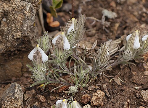Mt. Diablo bird's-beak: Cordylanthus nidularius