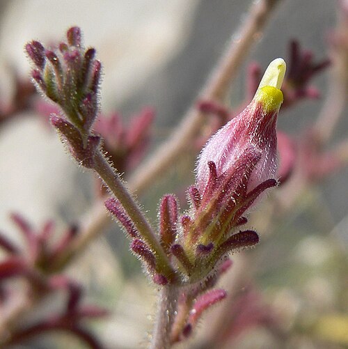 Purple bird's-beak: Cordylanthus parviflorus at the summit of Turtlehead Peak, Spring Mountains, southern Nevada