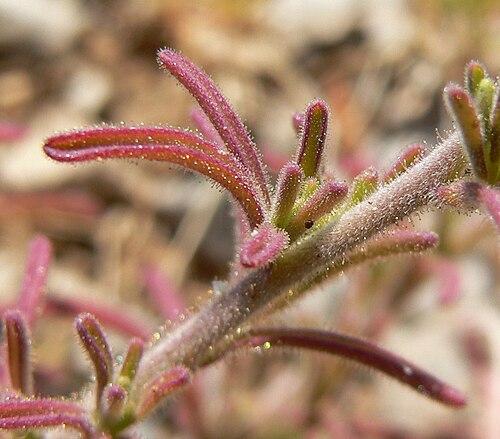 Purple bird's-beak: Cordylanthus parviflorus at the summit of Turtlehead Peak, Spring Mountains, southern Nevada