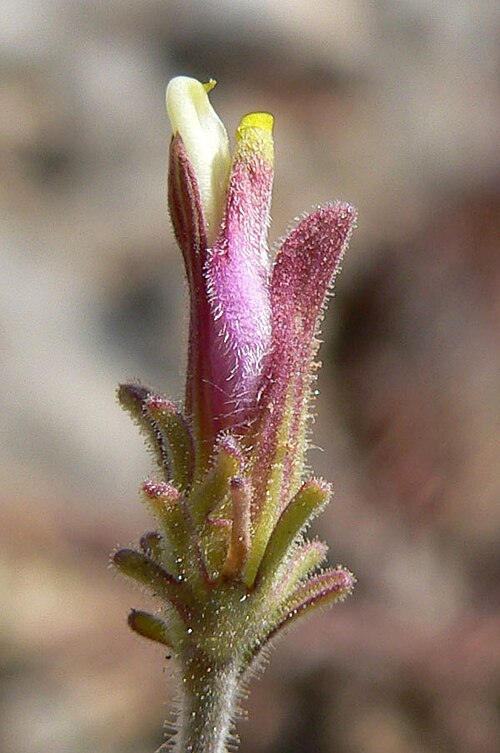 Purple bird's-beak: Cordylanthus parviflorus at the summit of Turtlehead Peak, Spring Mountains, southern Nevada