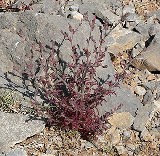 Purple bird's-beak: Cordylanthus parviflorus at the summit of Turtlehead Peak, Spring Mountains, southern Nevada