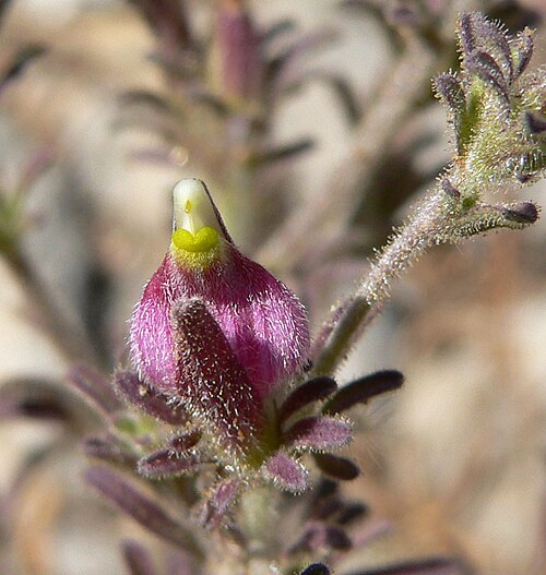 Purple bird's-beak: Cordylanthus parviflorus at the summit of Turtlehead Peak, Spring Mountains, southern Nevada