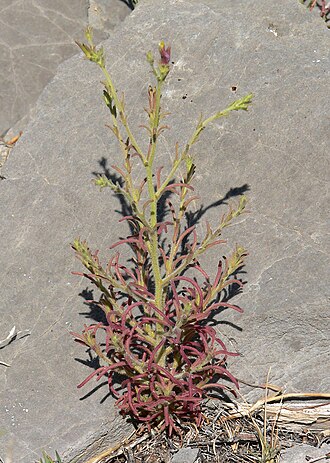 Purple bird's-beak: Cordylanthus parviflorus at the summit of Turtlehead Peak, Spring Mountains, southern Nevada
