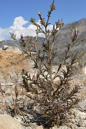 Purple bird's-beak: Cordylanthus parviflorus at the summit of Turtlehead Peak, Spring Mountains, southern Nevada