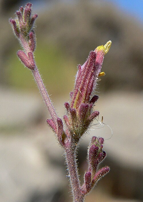 Purple bird's-beak: Cordylanthus parviflorus at the summit of Turtlehead Peak, Spring Mountains, southern Nevada