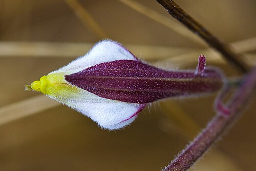 Hairy bird's-beak: hairy bird's beak