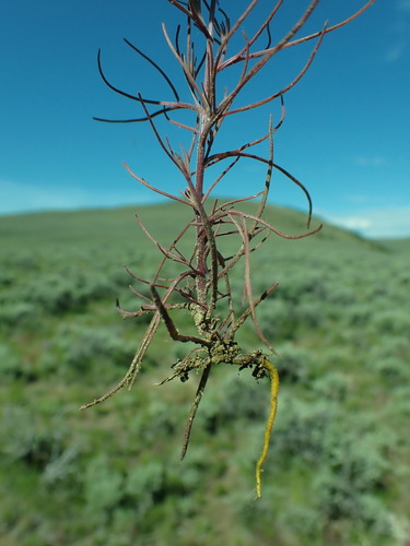 Bushy bird's beak (Cordylanthus ramosus)
