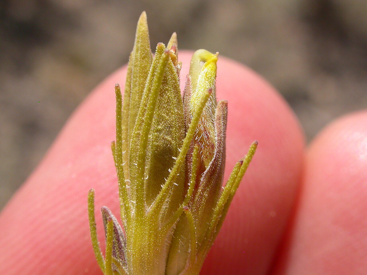 Bushy bird's beak: The yellowish corolla tube where the galea does not exceed the lower corolla lip contrasts to the more purplish and prominently veined calyx tube and finely div