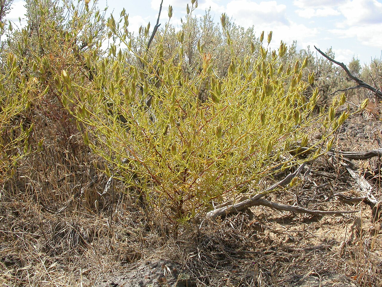 Bushy bird's beak: Although conspicuous by mid summer as an herbaceous annual with finely divided reddish leaves and yellowish roots, Cordylanthus continues to grow through late s