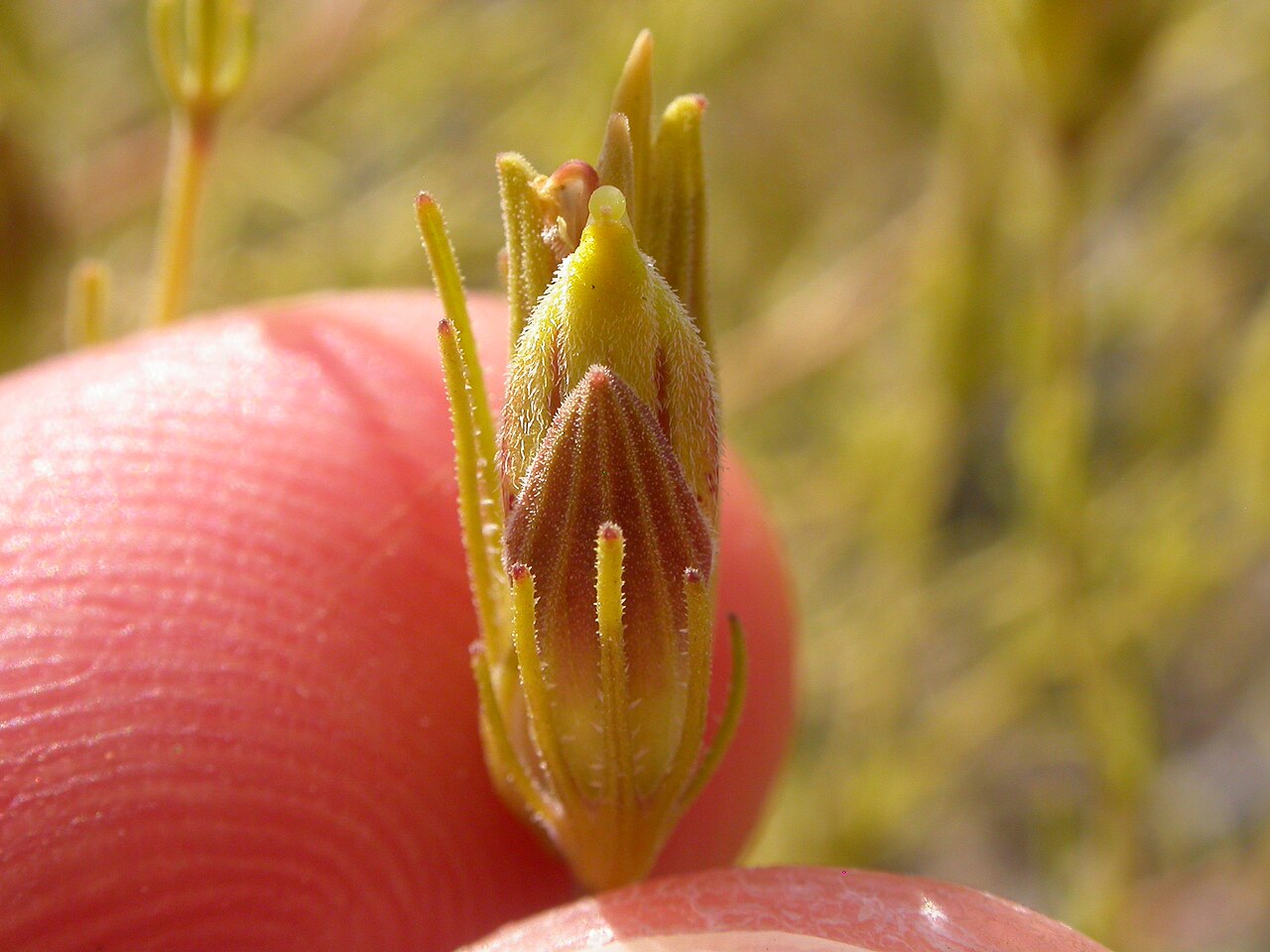 Bushy bird's beak: The yellowish corolla tube where the galea does not exceed the lower corolla lip contrasts to the more purplish and prominently veined calyx tube and finely div