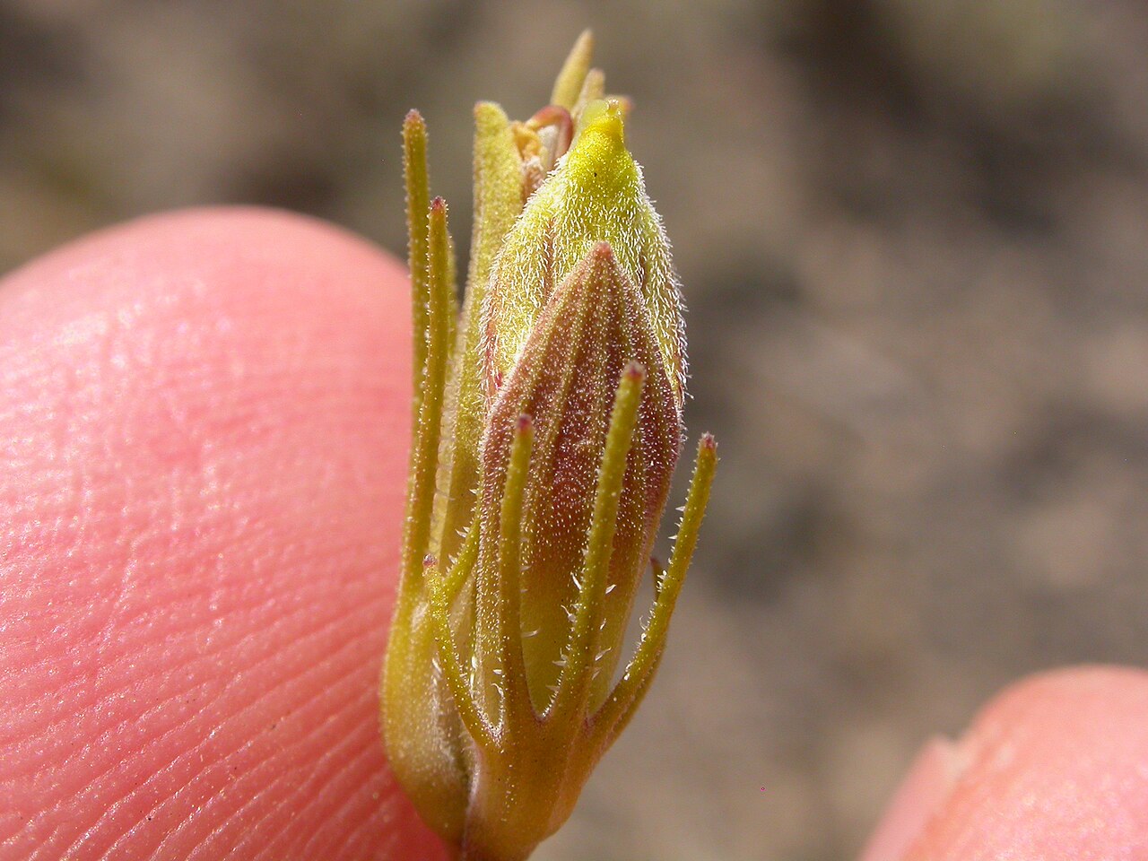 Bushy bird's beak: The yellowish corolla tube where the galea does not exceed the lower corolla lip contrasts to the more purplish and prominently veined calyx tube and finely div