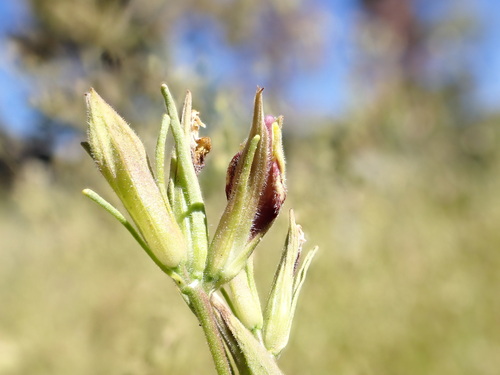 Bushy bird's beak (Cordylanthus ramosus)