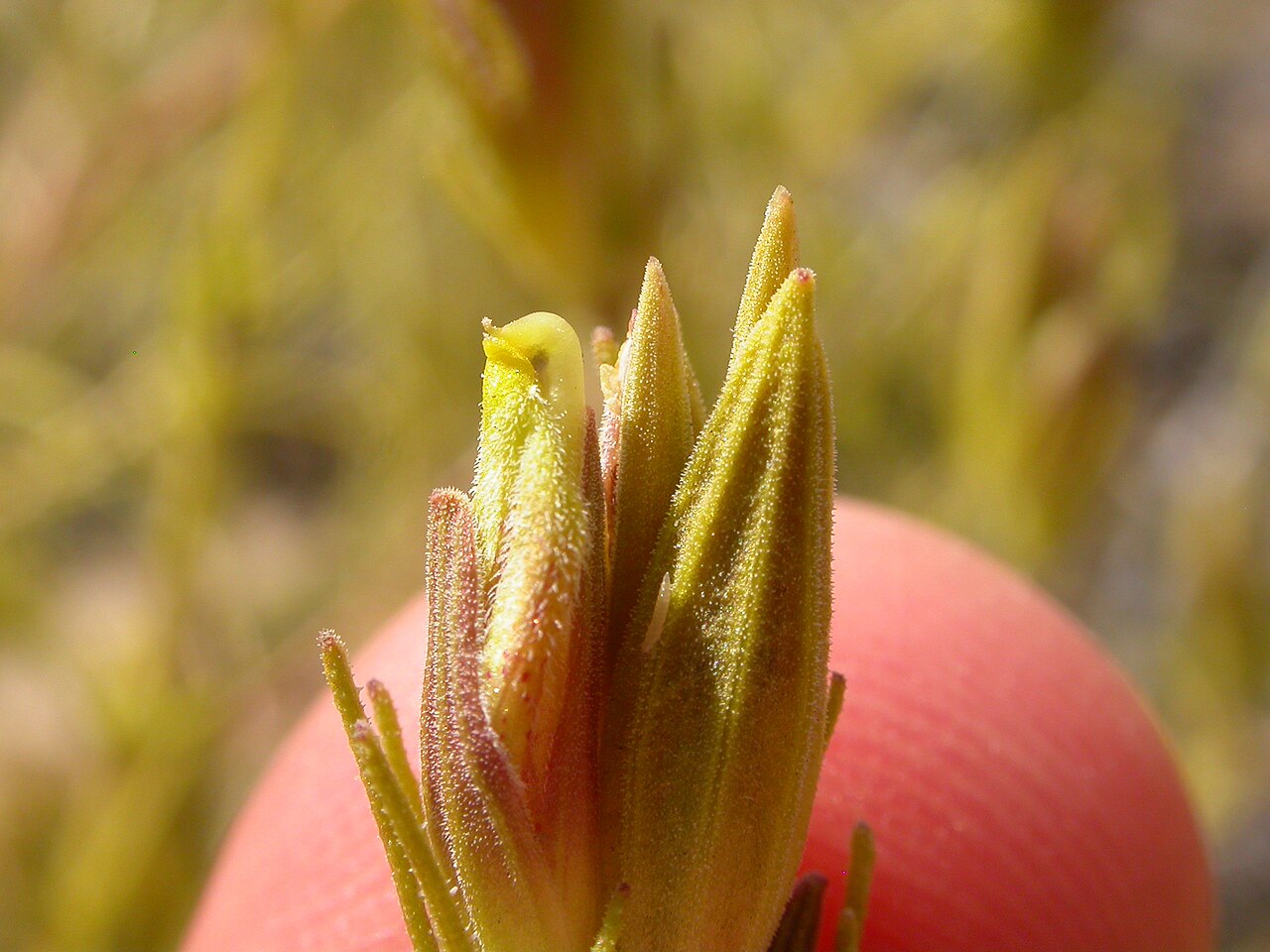 Bushy bird's beak: The yellowish corolla tube where the galea does not exceed the lower corolla lip contrasts to the more purplish and prominently veined calyx tube and finely div
