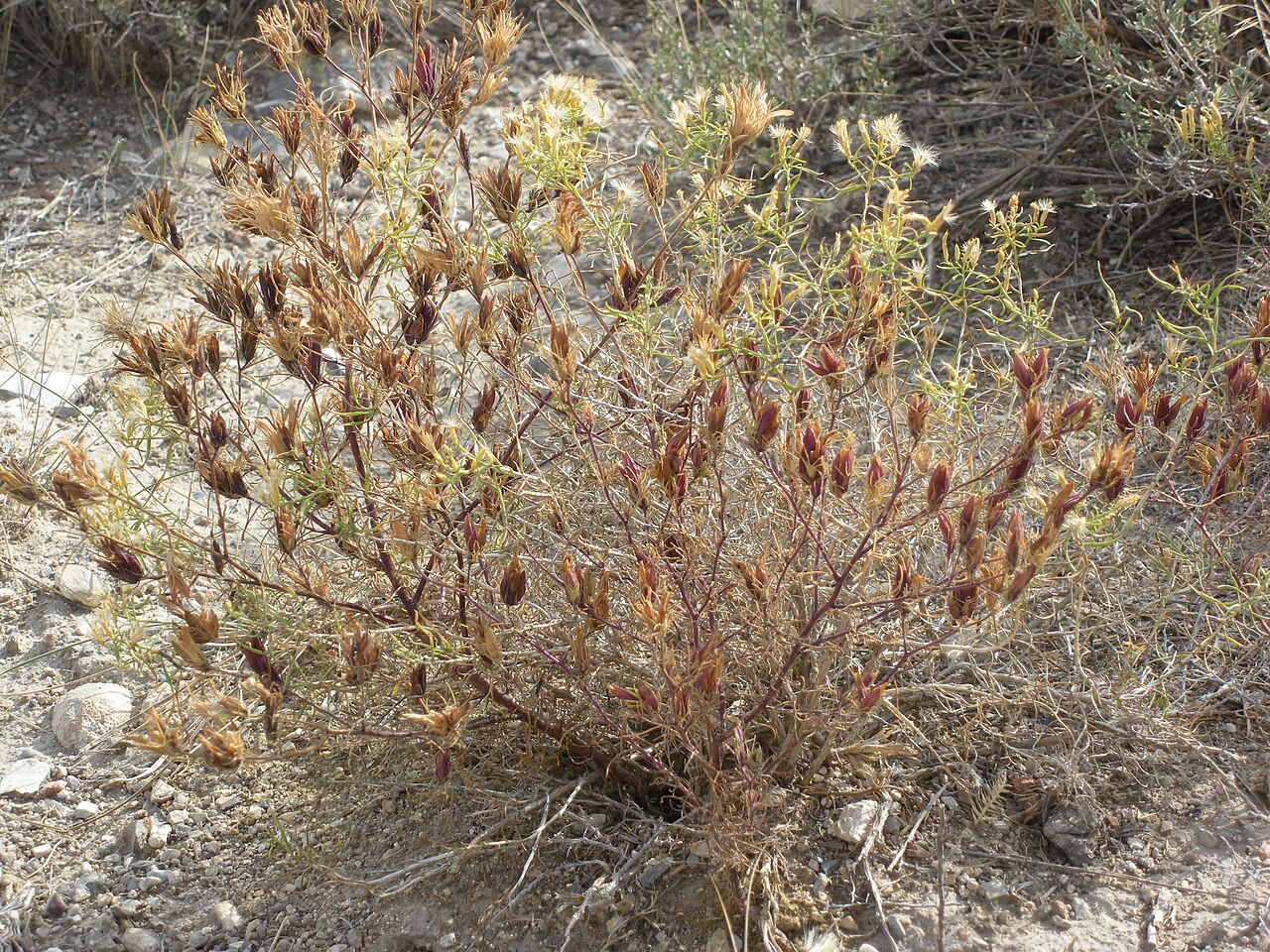 Bushy bird's beak: This late season annual remains in pliable condition while fruiting well into the fall in what may seem like dessicated sagebrush country.