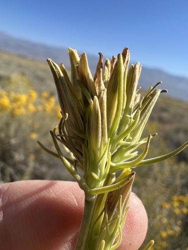 Bushy bird's beak (Cordylanthus ramosus)