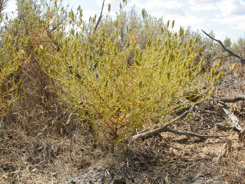 Bushy bird's beak (Cordylanthus ramosus)