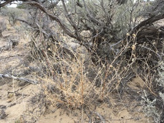 Wright's bird's beak (Cordylanthus wrightii)