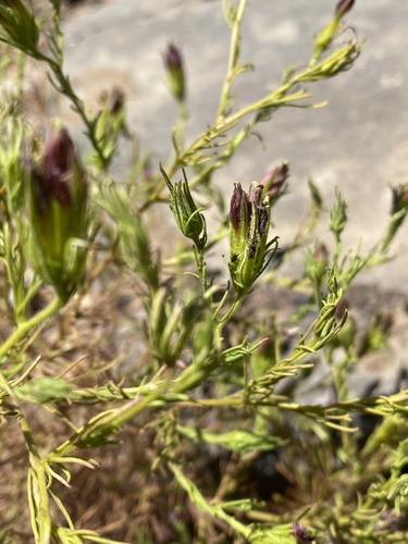 Wright's bird's beak (Cordylanthus wrightii)