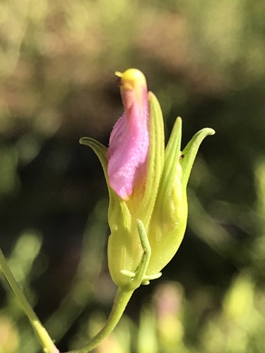 Wright's bird's beak (Cordylanthus wrightii)