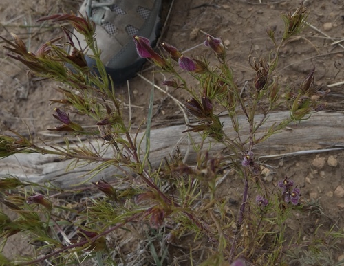 Wright's bird's beak (Cordylanthus wrightii)