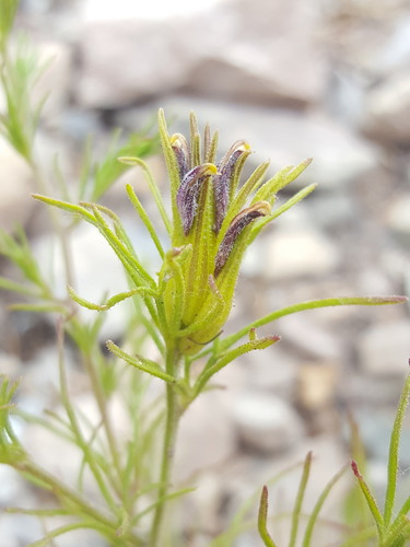Wright's bird's beak (Cordylanthus wrightii)