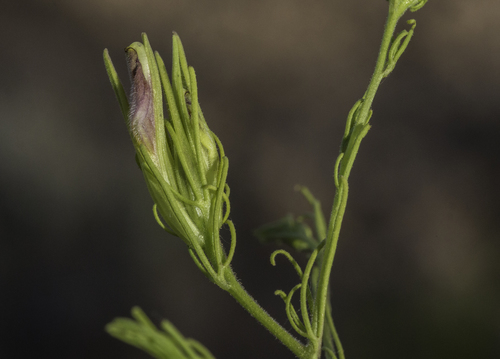 Wright's bird's beak (Cordylanthus wrightii)