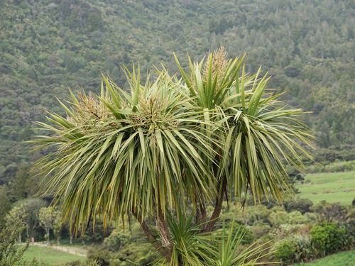 Cabbage tree (Cordyline australis)