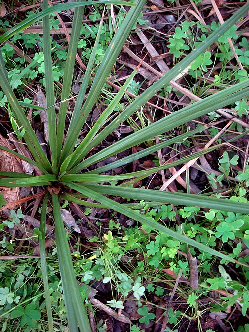 Cabbage tree (Cordyline australis)