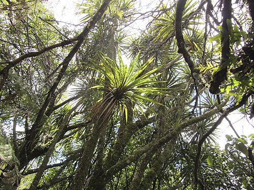 Cabbage tree: Tī kōuka