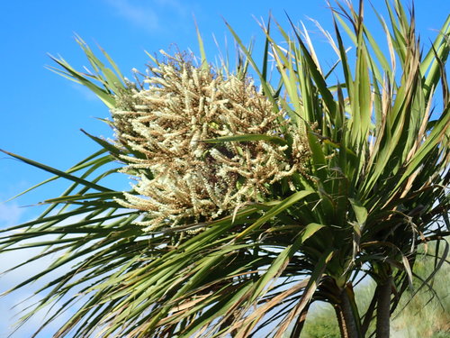 Cabbage tree (Cordyline australis)