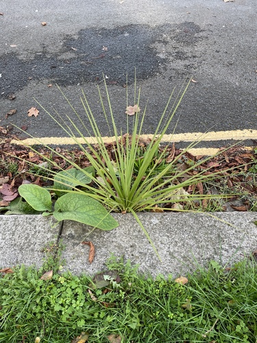 Cabbage tree (Cordyline australis)