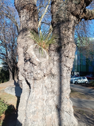 Cabbage tree (Cordyline australis)