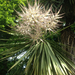 Cabbage tree (Cordyline australis)